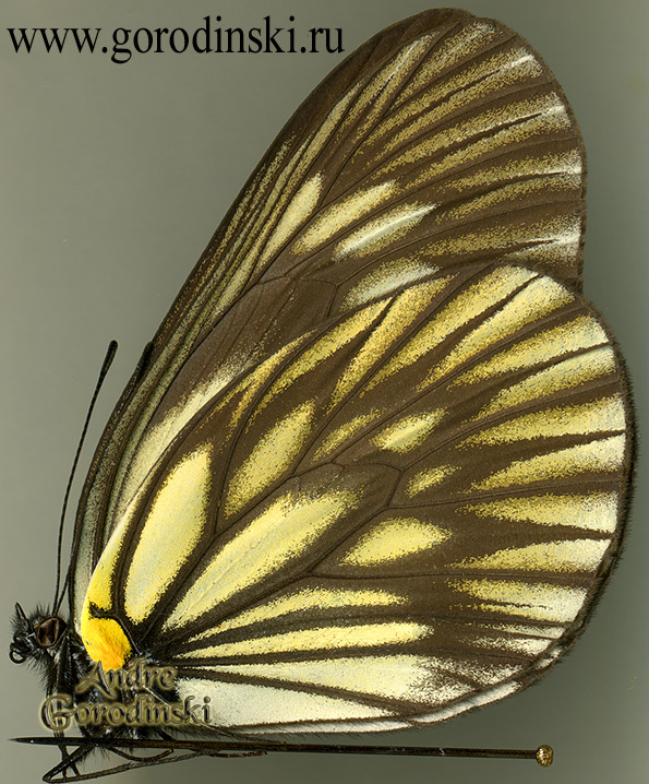 http://www.gorodinski.ru/pieridae/Aporia oberthuri.jpg